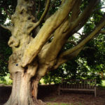 Ancient Tree, Kew, 2007, chromogenic print, 84 x 70 cm.