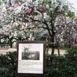 Shukkeien Garden, about 1,250 -1,460 meters from the hypocenter, photograph by Elichi Matsumoto, September 1945, April 2013, Chromogenic print, 30 x 40 inch.