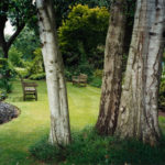 Woodland Garden, Kew, 2007, chromogenic print, 91 x 121.5 cm.