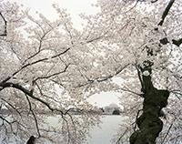 Sakura_Sakura_washington_200px