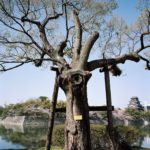 A-bombed Camphor Tree Across The Moat from Hiroshima Castle, 1200 meters from the hypocenter, April 2013, Chromogenic print, 30 x 40 inch.