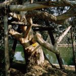 A-bombed Eucalyptus Tree, Hiroshima Castle, 740 meters from the hypocenter, 2013, Chromogenic print, 30 x 40 inch.