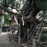 A-bombed Giant Camphor Tree, Nagasaki, approximately 600 meters from the hypocenter, 2013, Chromogenic print, 30 x 40 inch.