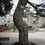 A-bombed Japanese Black Pine Tree, Tsuruhane Shrine, Hiroshima, 1810 meters from the hypocenter, 2008, Chromogenic print, 30 x 40 inch.