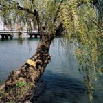 Katy McCormick, A-bombed Weeping Willow Tree, Hiroshima, 1400 meters from the hypocenter, Chromogenic Print, 2013, 30 x 40 inch.