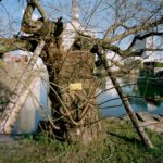 Katy McCormick, A-bombed Pussy Willow Tree Near Hiroshima Castle, 770 meters from the hypocenter, Chromogenic Print, 2013, Chromogenic print, 30 x 40 inch.