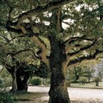 Katy McCormick, A-bombed Kurokane Holly Tree Near Hiroshima Castle, Approximately 910 meters from the Hypocenter, Chromogenic Print, 2013, 30 x 40 inch.