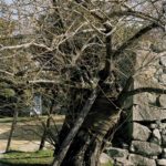 Katy McCormick, A-bombed Pussy Willow Tree Near Hiroshima Castle (side view), 770 meters from the hypocenter, Chromogenic Print, 2013, Chromogenic print, 30 x 40 inch.