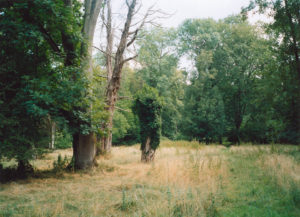 The Meadow, Le Désert de Retz, detail, 2005, chromogenic print, 30 x 40 in.