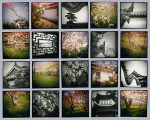 May at The Botanical Garden, 1993, 20 gelatin silver & chromogenic prints, 68 in. x 84 in.