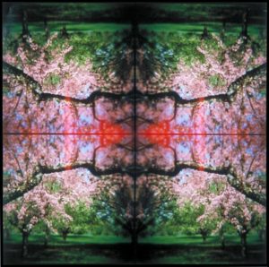 Kaleidoscape # 2, 1995-96, four chromogenic prints mounted on board, overall 48 in. x 48 in.